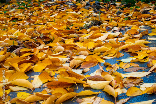 Fallen yellow leaves in autumn. Fallen leaves in parks and gardens.