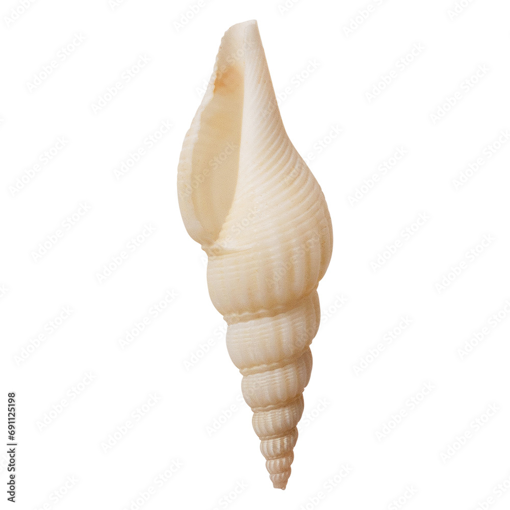 Terebridae auger sea shell isolated on transparent with clipping path. Terebridae auger sea shell isolated on transparent with clipping path.