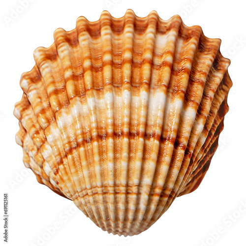 Beautiful sea shells of common cockle isolated on a transparent background. Cerastoderma edule. Decorative ribbed oval seashells of edible saltwater clams.