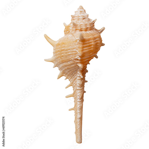 Cabrit's Murex seashell. Pale color. Mollusk gastropod. transparent background. photo