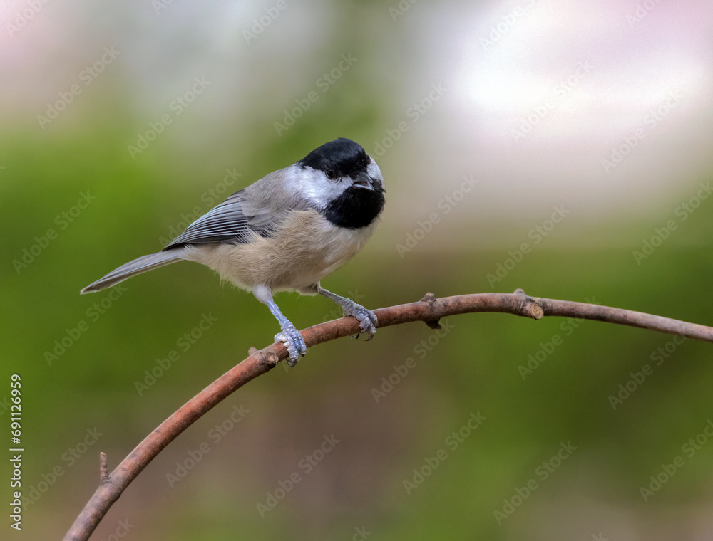Naklejka premium A Carolina Chickadee provides a nice pose on a small branch.