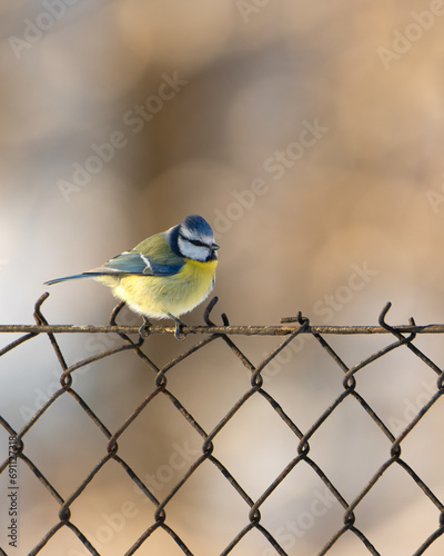 Winter bird
