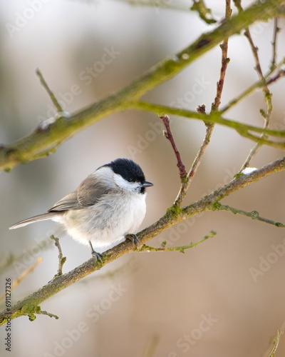 Winter bird