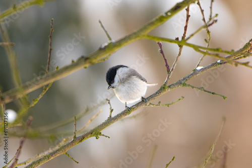 Winter bird