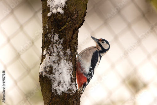 Winter bird