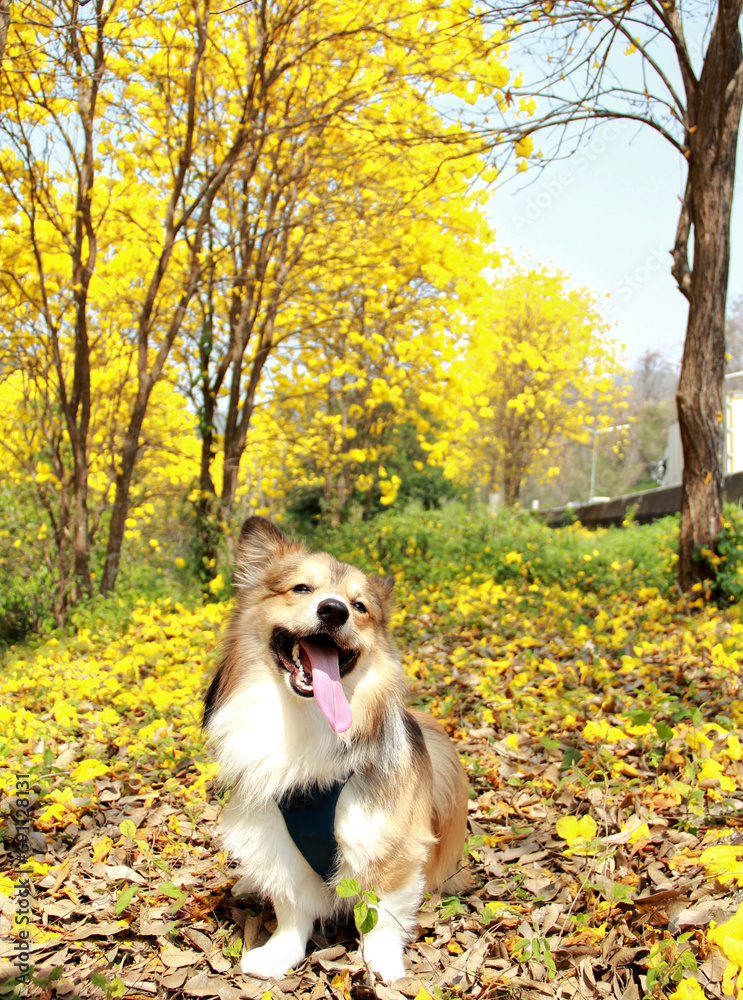 Corgi happy on yellow flowers Corgi happy on yellow flowers