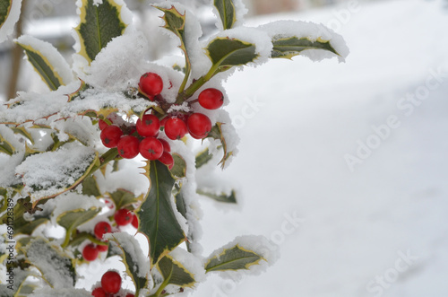 Red winter berries and leaves  of Ilex aquifolium 'Argentea Marginata' plant in snow. Closeup red holly berry in wintertime .  Free copy space. photo