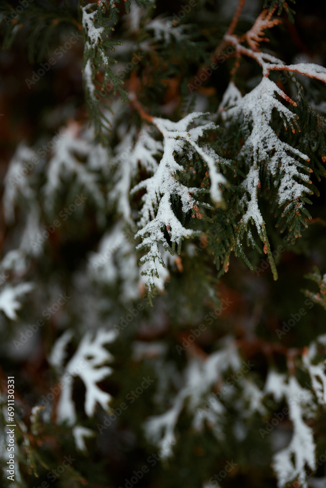 Branches of a Christmas tree in the snow