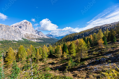 Larch trees in the Alps turn yellow as nights get colder in autumn