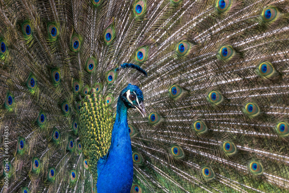 Fototapeta premium Closeup Image of a peacock dancing with its open feathers