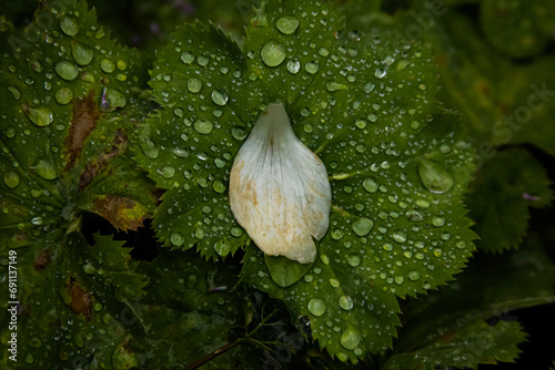 Weißes Blatt auf veregneten Blättern 
