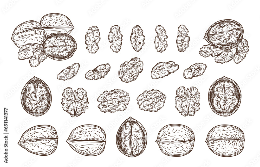 Vector walnut hand-drawn illustrations, walnut kernels, halves and shells