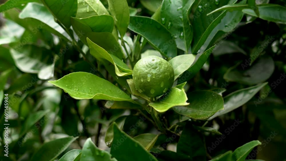Raindrops on the orange fruit of a citrus tree ripening in a agricultural garden close up Raindrops on the orange fruit of a citrus tree ripening in a agricultural garden close up