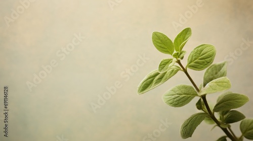  a close up of a plant with green leaves on a stem with a light green wall in the back ground and a light green wall in the back ground behind it.