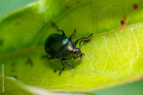 Selective focus on a green mint beetle on a leaf