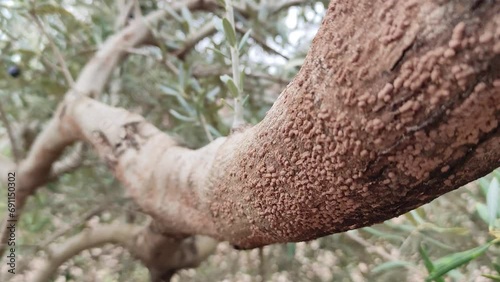 Hylesinus oleiperda insect pest in the olive grove. Olive tree disease.
