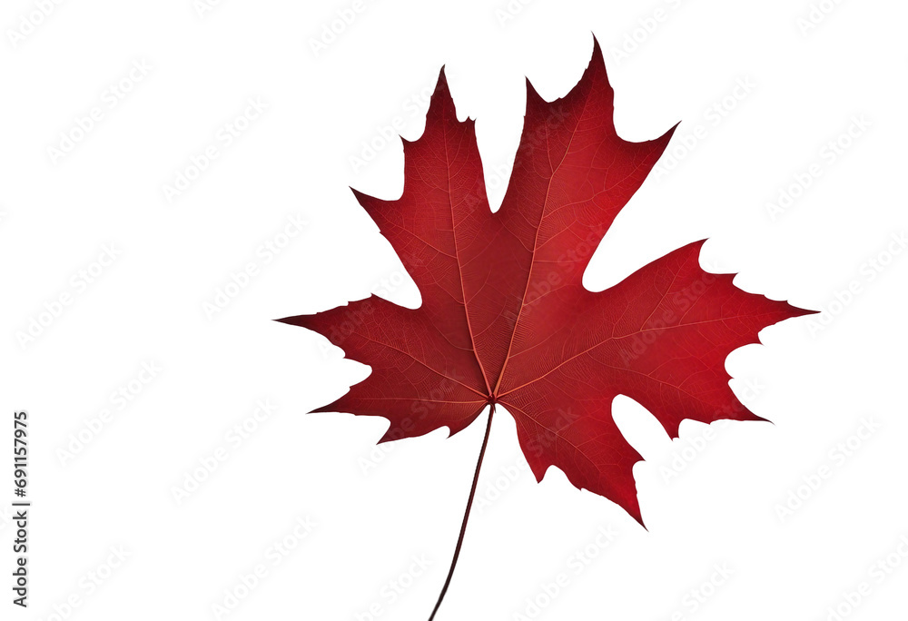 Fototapeta premium Red maple leaf isolated on transparent background
