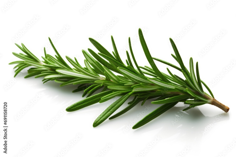 A single sprig of rosemary placed on a clean white surface. Perfect for adding a touch of freshness and flavor to culinary or herbal-themed designs A single sprig of rosemary placed on a clean white surface. Perfect for adding a touch of freshness and flavor to culinary or herbal-themed designs