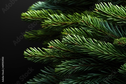 A close-up view of a pine tree against a black background. This image can be used for various purposes