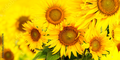 sunflowers on a field #691159374