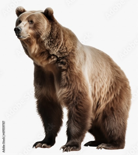 the grizzly bear standing on transparent background