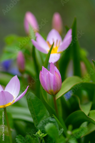 Tulipa saxatilis bright pink yellow flowering cretan tulip flowers, springtime beautiful ornamental rock plants in bloom