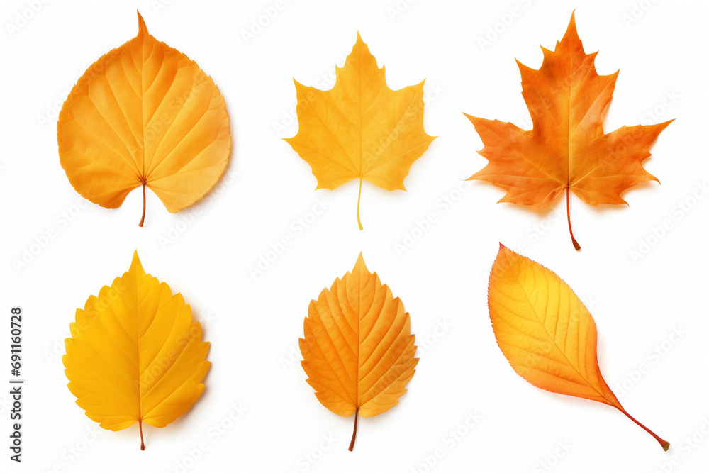 Fototapeta premium autumn orange leaves, isolated on white background