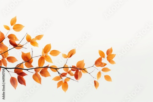 Branch with orange leaves against a white sky. Suitable for autumn-themed designs and nature concepts