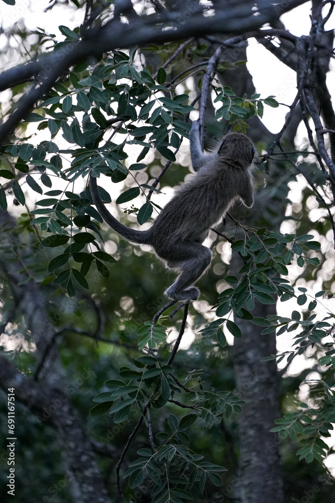 Obraz premium Cute Vervet Monkey sitting comfortably and playing around. taken in very soft light with shallow depth of field. Taken at the waterberg Nature reserve in South Africa