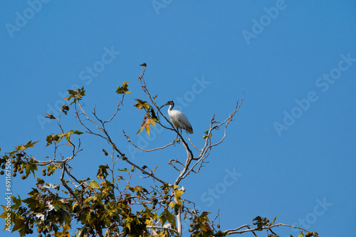 Closeup of an Italian white Ibis  photo