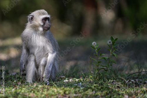 Cute Vervet Monkey sitting comfortably and playing around. taken in very soft light with shallow depth of field. Taken at the waterberg Nature reserve in South Africa