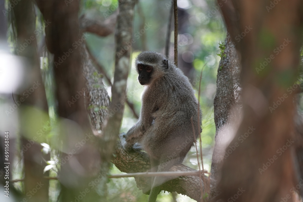Obraz premium Cute Vervet Monkey sitting comfortably and playing around. taken in very soft light with shallow depth of field. Taken at the waterberg Nature reserve in South Africa