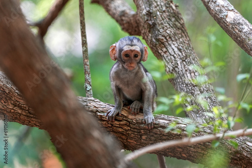 Baby infant Vervet monkey sitting by its self in a tree looking around at what its brothers are doing. Taken in a Holiday resort in South Africa