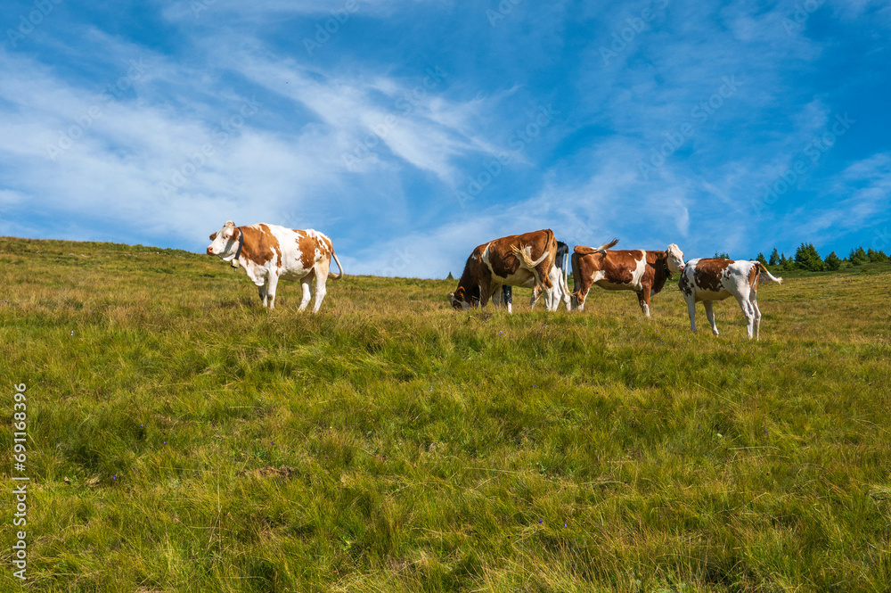 beautiful image of cows grazing in the greenery of a mountain valley beautiful image of cows grazing in the greenery of a mountain valley