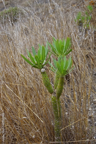 Kleinia neriifolia Haw, Tree of Baroda, succulent, cacti like plant, Lanzarote, Canary Islands, November 2023, trekking around Haria village, sony a6000 photo