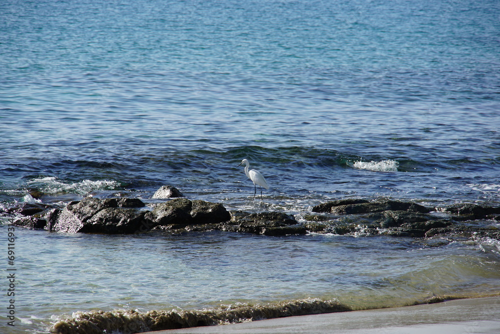 custom made wallpaper toronto digitalWhite Heron, wild bird, Playa Blanca, Lanzarote, Canary Islands, November 2023, Sony a6000