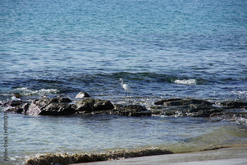 White Heron, wild bird, Playa Blanca, Lanzarote, Canary Islands, November 2023, Sony a6000 © Paulina