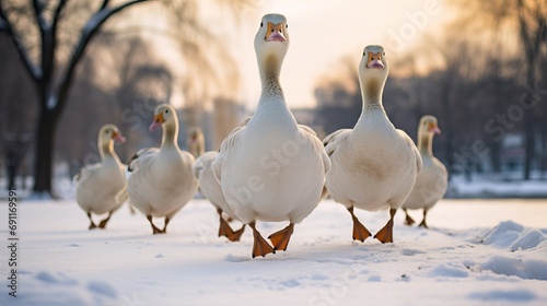 A park where geese are walking on snow.