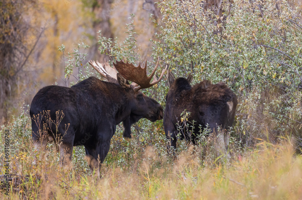 Bull and Cow Moose Rutting in Wyoming in Autumn Bull and Cow Moose Rutting in Wyoming in Autumn
