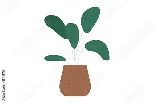 Houseplant in a flowerpot with large leaves