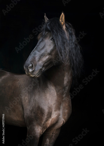 Andalusian horse portrait with a bridle in dark stable