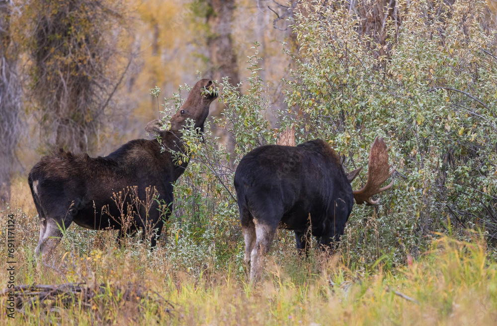 Bull and Cow Moose Rutting in Wyoming in Autumn Bull and Cow Moose Rutting in Wyoming in Autumn