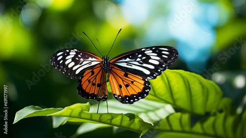 A butterfly in a beautiful pose on a leaf of a plant.