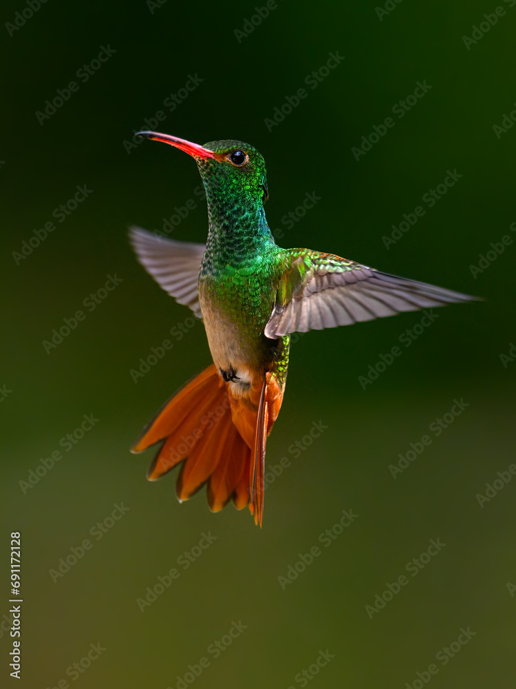 Obraz premium Rufous-tailed Hummingbird in flight on dark green background
