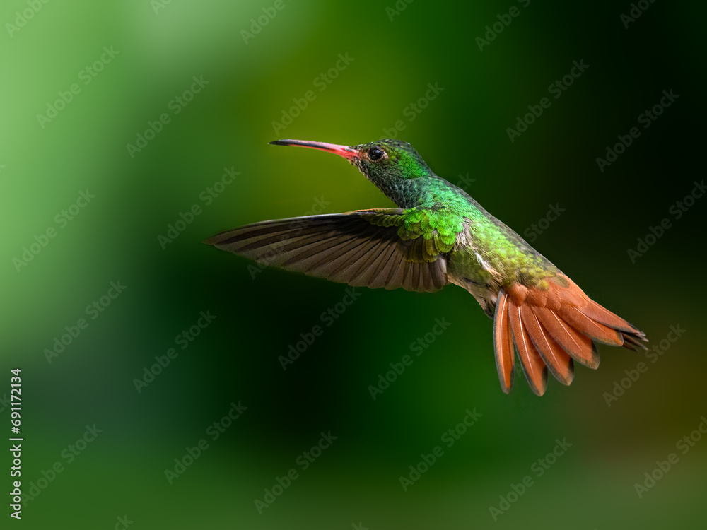 Fototapeta premium Rufous-tailed Hummingbird in flight on dark green background