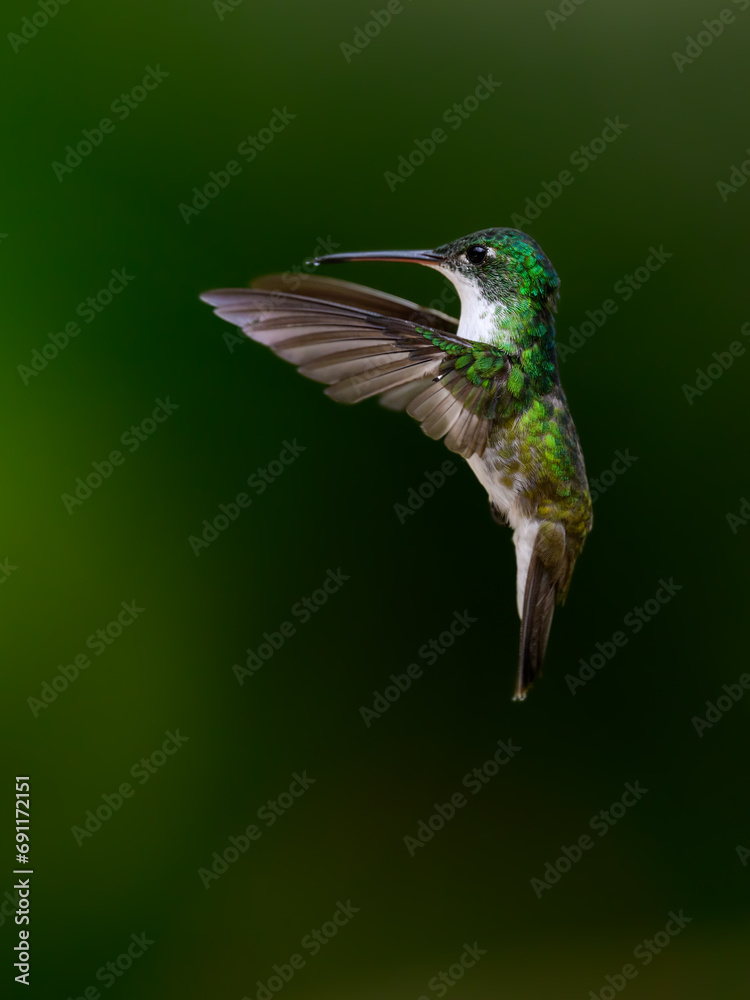 Fototapeta premium Andean Emerald Hummingbird in flight on dark green background