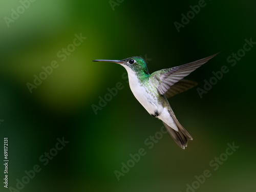 Andean Emerald Hummingbird in flight on dark green background