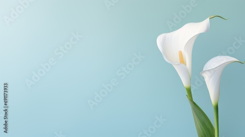  two white calla lilies in a vase against a light blue background, with a green stem sticking out of the bottom of the vase, and a single flower in the foreground.
