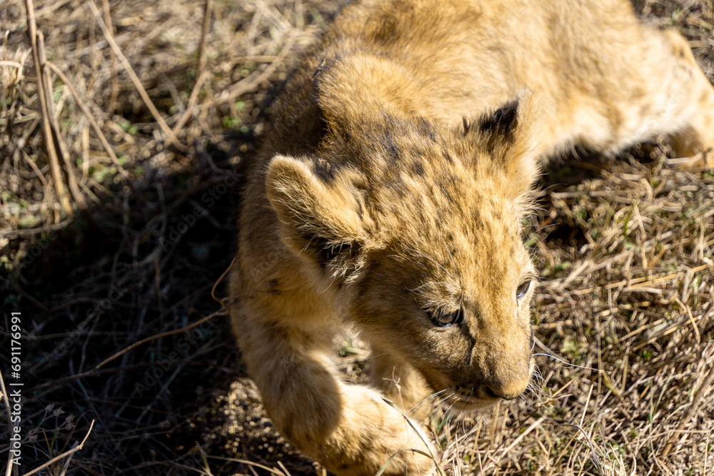 lioness and cubs lioness and cubs