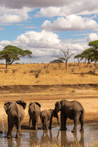 Photography elephants in the river
